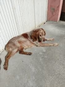 Maggie