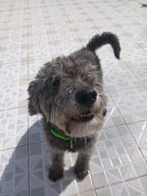 Frodo