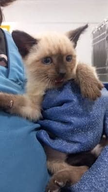 Miso