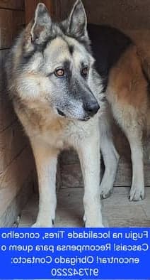 Wolf