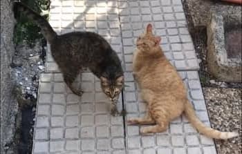 Bastet