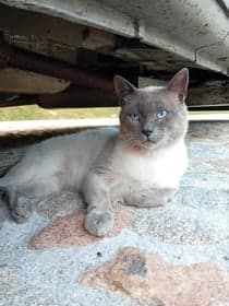 Yuki