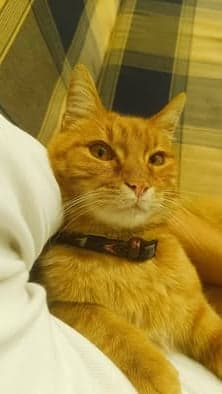 Minka