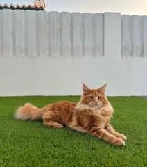 Obi