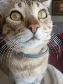 Sam