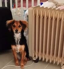 Mia