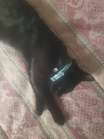 Vega