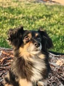 Pip