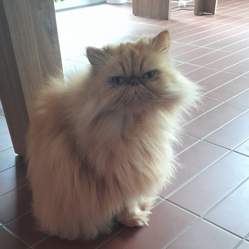 Helo