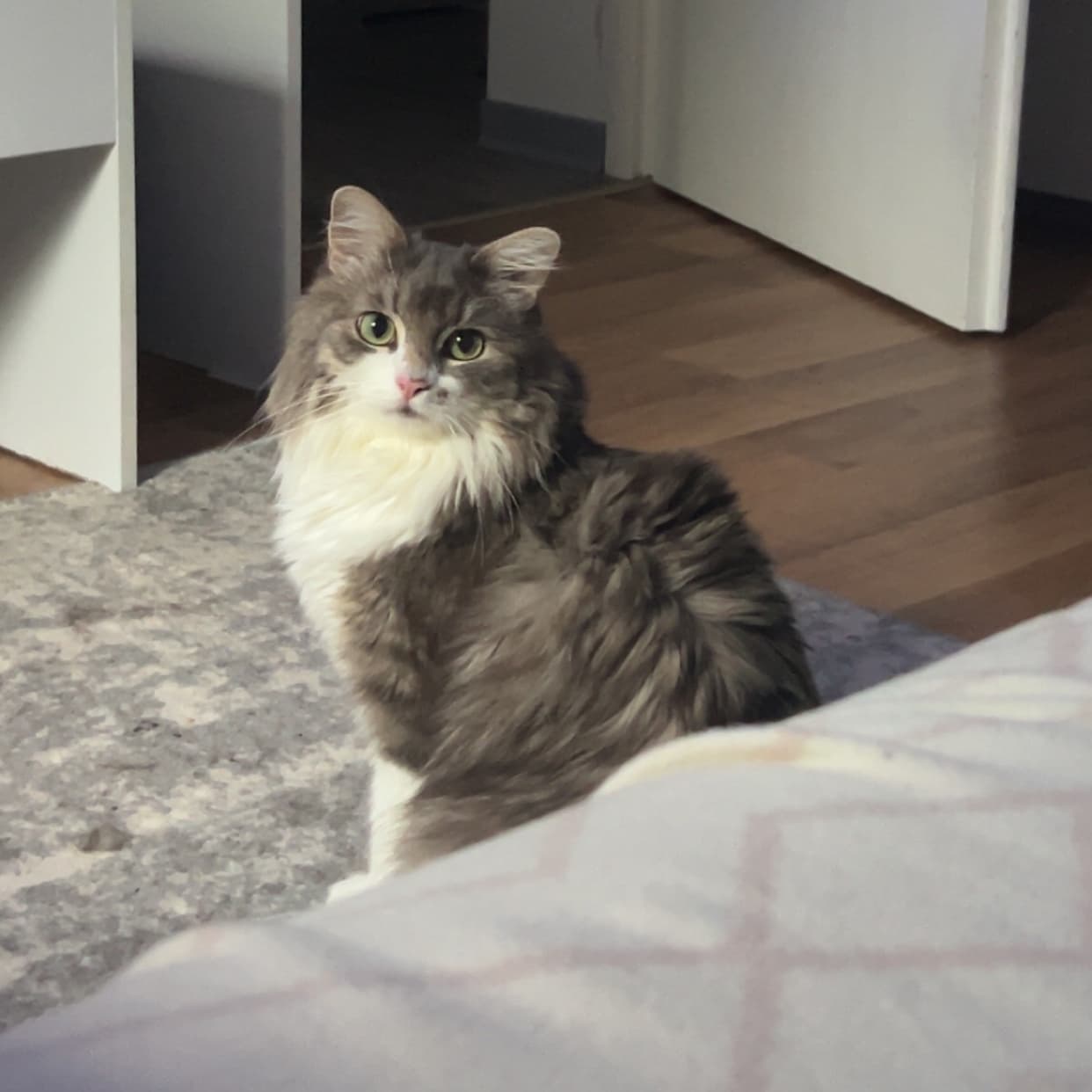 musija