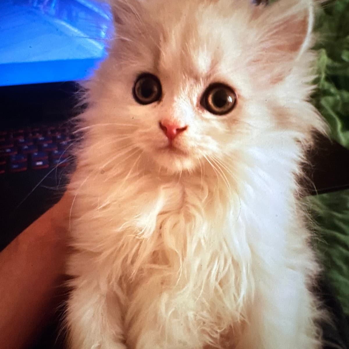 lina
