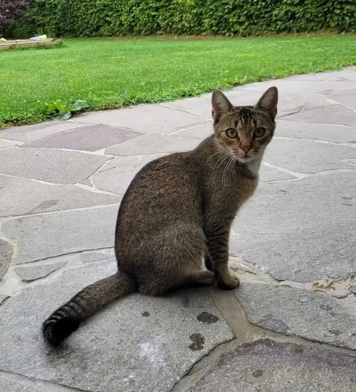 Loki