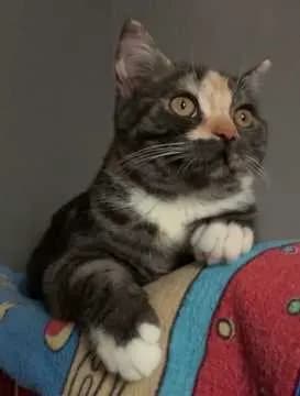 Elli