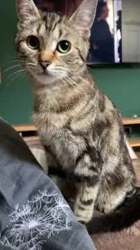 Nala