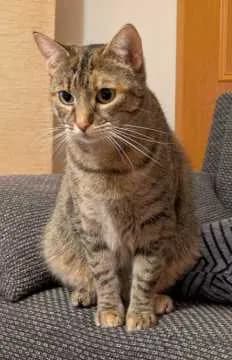 Lilli