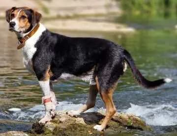 Basti