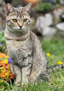 Nala