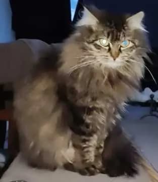 Mimi