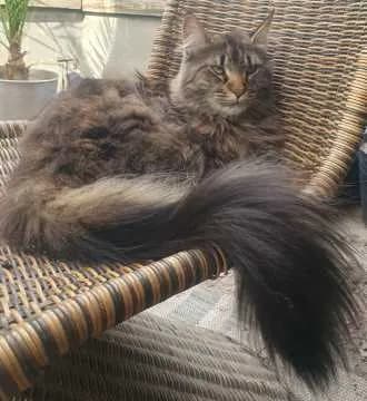 Prinzessin Puppi