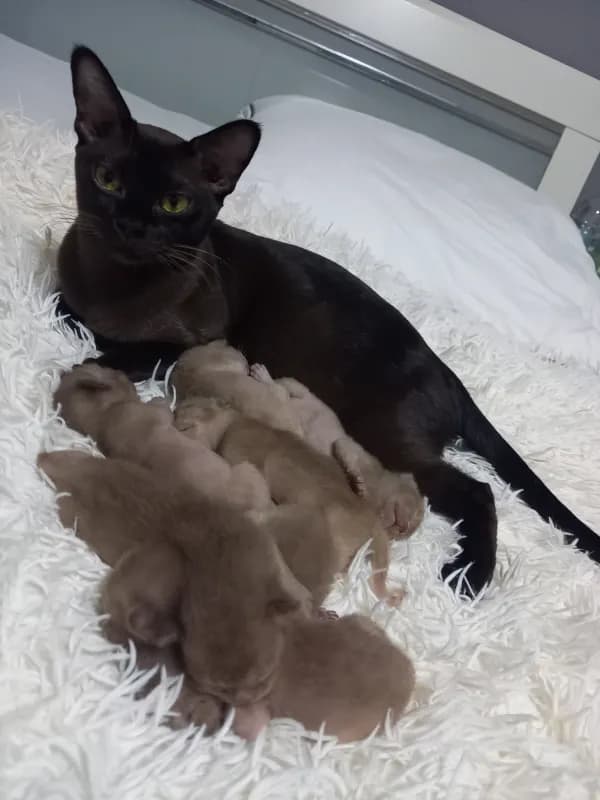 Maya