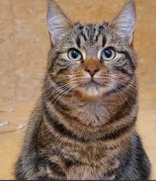 Peeta