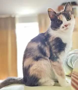 Bella