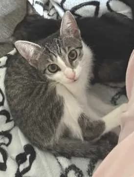 Bella