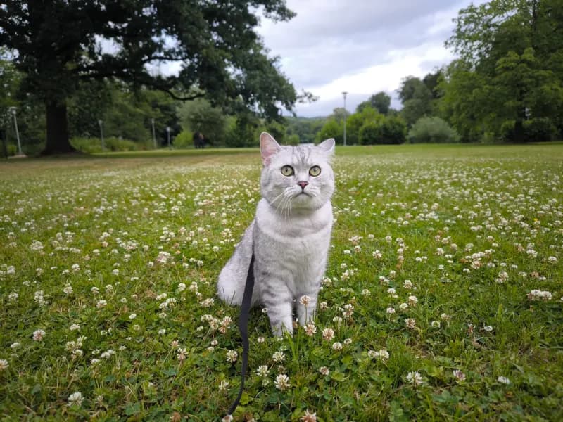 Leo