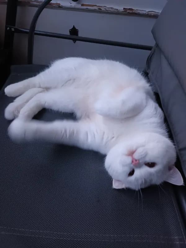 Coco