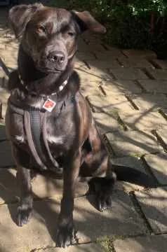 Kira