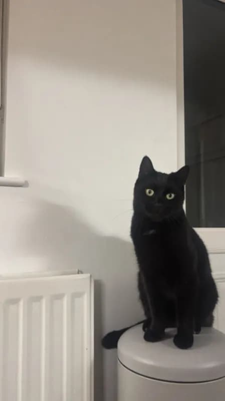 Biscuit