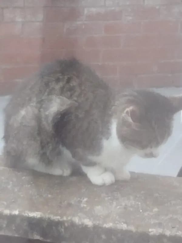 Unknown (possibly stray)