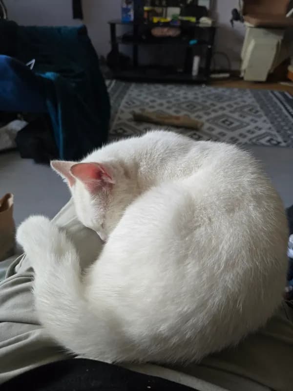 Snowie