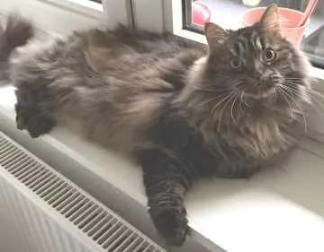 Pamuk