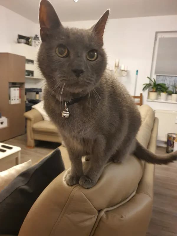 Whisky