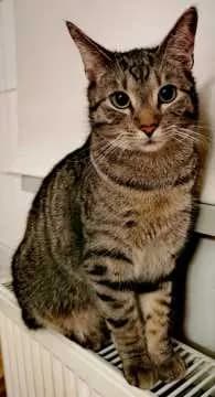 Otto