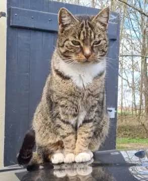 Felix