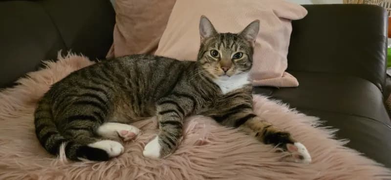 Felina