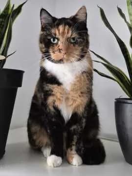 Mia