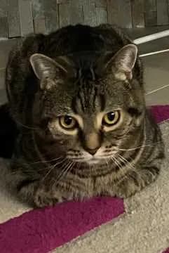 Leopold