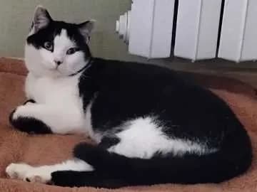 Heinrich