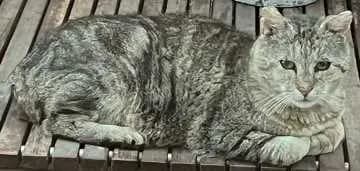 Kater