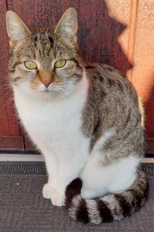 Susi