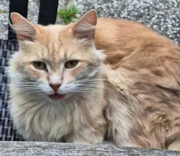 Loki