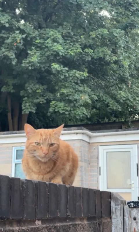 Simba