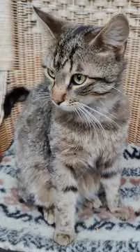 Tom