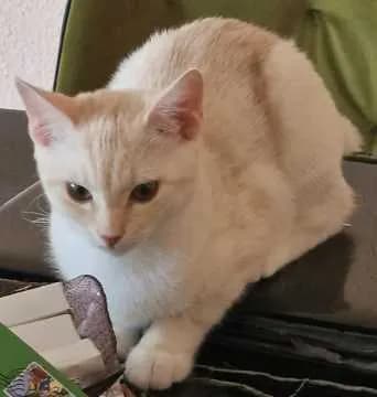 Perssik