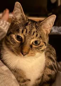 Pusspuss