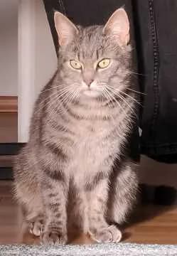 Milo