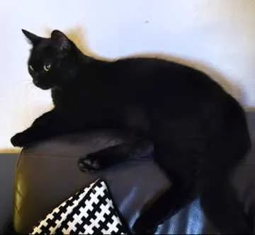 Luci
